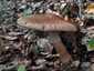 Piruló galóca (Amanita rubescens), Budai-hegység